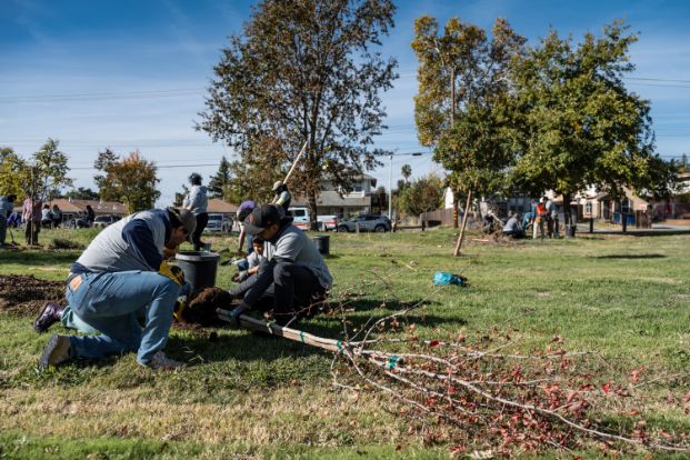 Tell Council on June 24: Dedicate Support to Adopt the Urban Forest Plan